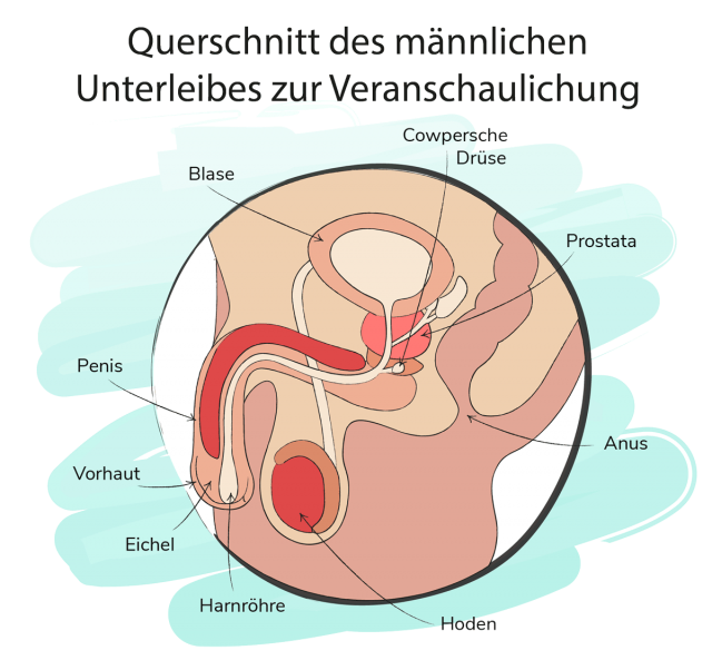 Ein Querschnitt der männlichen Geschlechtsorgane mit Beschriftung