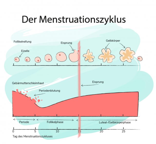 Alles zur Periode So funktioniert der Zyklus der Frau Pille Danach
