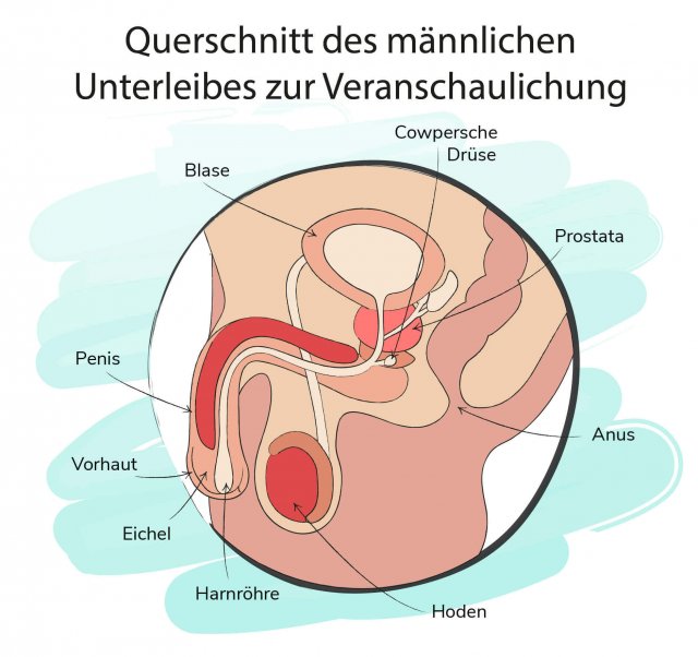 Ein Querschnitt der männlichen Geschlechtsorgane mit Beschriftung