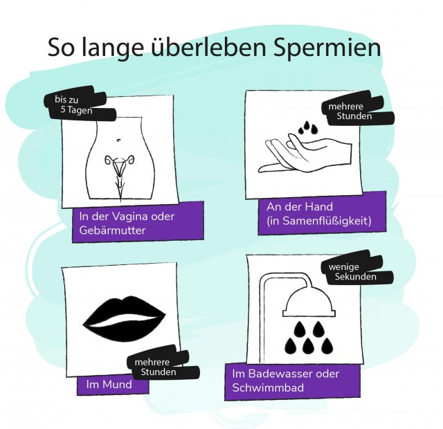 Im spermien wie mund lange überleben Wie schnell