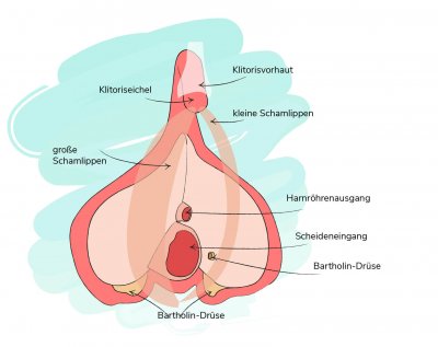 Eine Übersicht der äußeren weiblichen Geschlechtsorgane mit Beschriftung