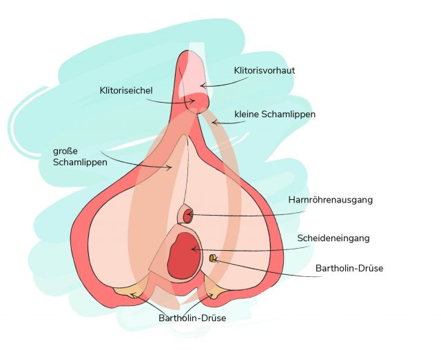 Die Weiblichen Geschlechtsorgane Einfach Erklart Pille Danach