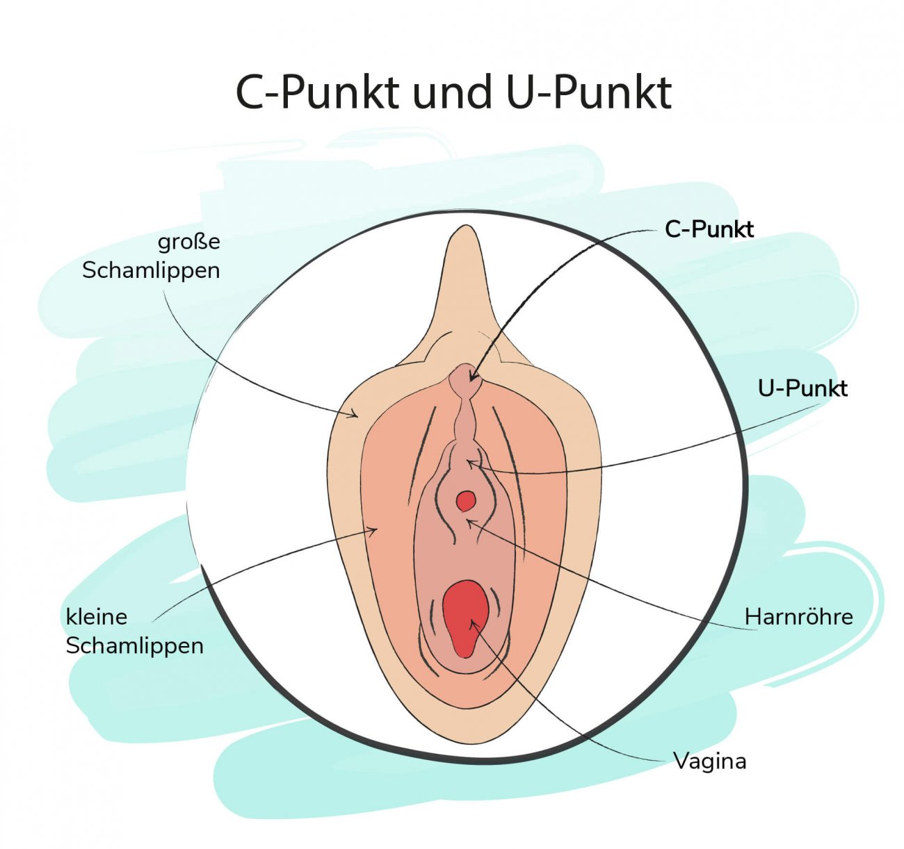 Scheide anatomie frau Anatomie der