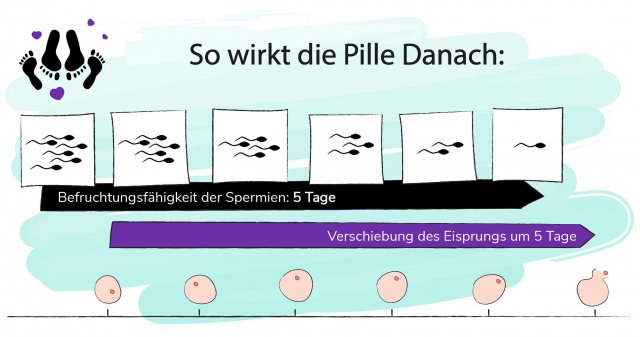 Wirkung der Pille Danach: Verschiebung des Eisprungs